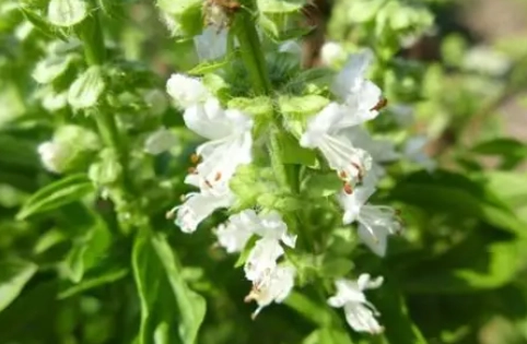 九層塔開花 九層塔開花