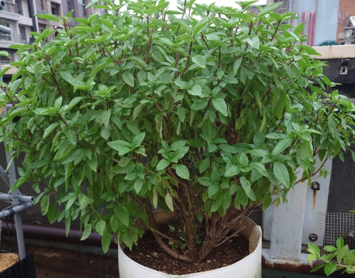 九層塔生長管理 九層塔生長管理