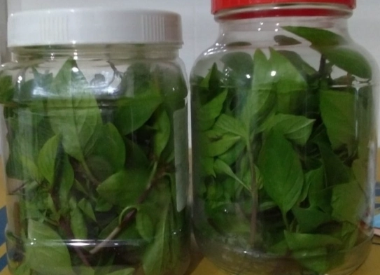 九層塔保鮮技巧