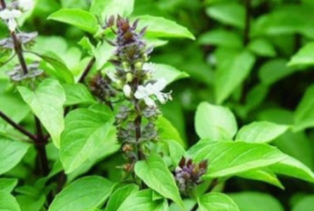 九層塔開花 九層塔開花