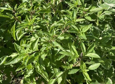 九層塔病害 九層塔病害