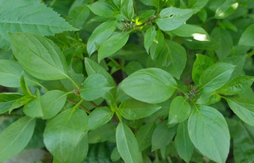 九層塔挑選技巧 九層塔挑選技巧