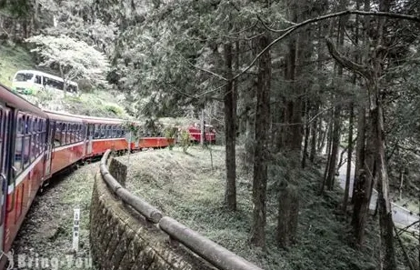 阿里山森林遊樂區交通 阿里山森林遊樂區交通