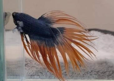 鬥魚換水後不動原因 鬥魚換水後不動原因