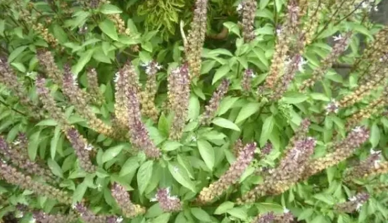 九層塔養護方法 九層塔養護方法