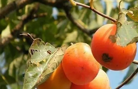 柿子樹管理 柿子樹管理