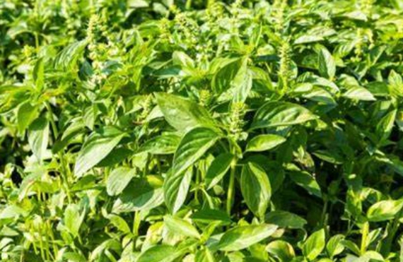 九層塔曬太陽方法 九層塔曬太陽方法