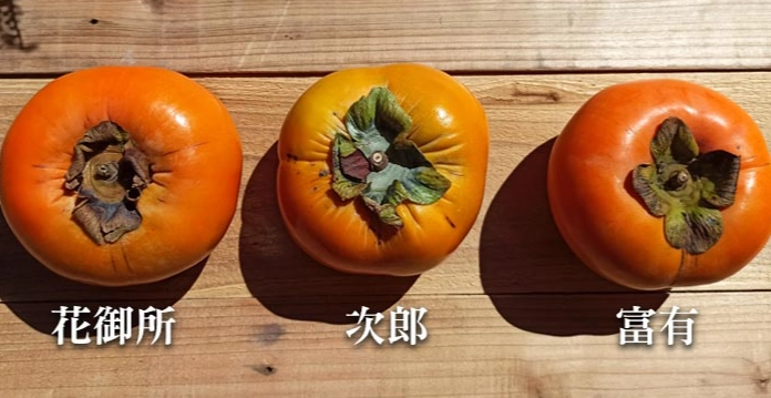 柿子品種比較 柿子品種比較