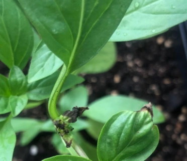 九層塔葉子掉落原因 九層塔葉子掉落原因