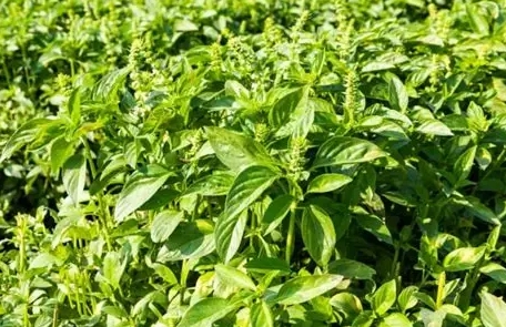 九層塔不結果 九層塔不結果