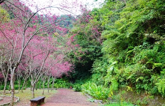 大同櫻花溫泉旅遊 大同櫻花溫泉旅遊