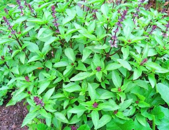 九層塔苗 種植 九層塔苗 種植