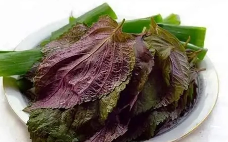 紫蘇葉經痛 紫蘇葉經痛