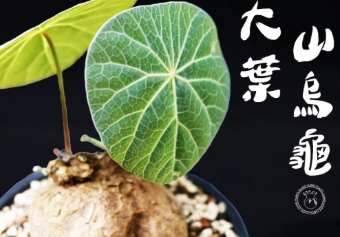 多肉植物發根技巧