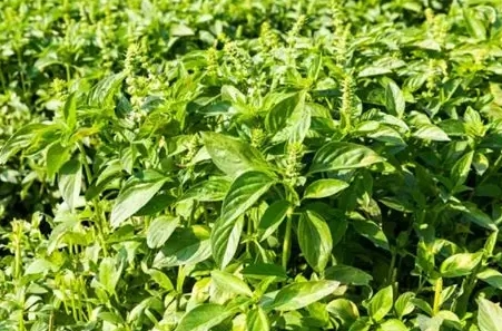 台灣九層塔料理