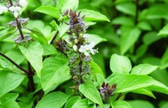 九層塔種植 九層塔種植