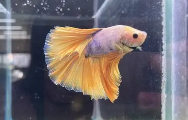 鬥魚護理 鬥魚護理