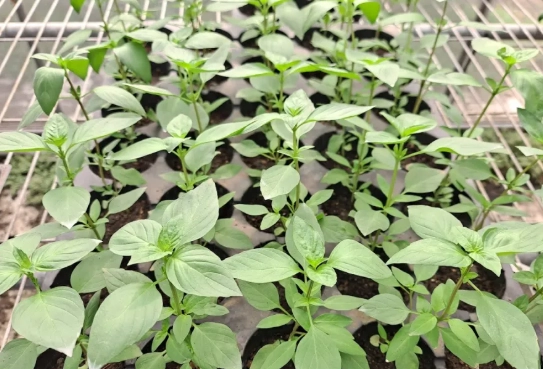 九層塔病蟲害防治 九層塔病蟲害防治