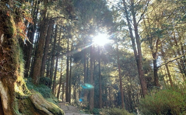 阿里山交通指南 阿里山交通指南