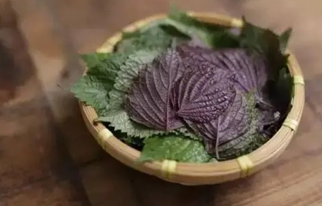 紫蘇葉生理期調理 紫蘇葉生理期調理