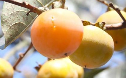 台灣柿子種類 台灣柿子種類