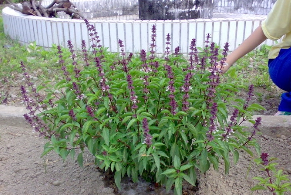 九層塔栽培季節