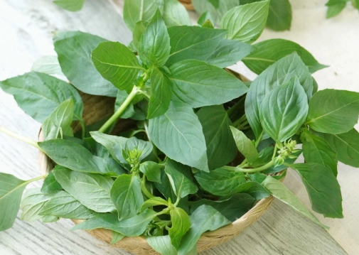 九層塔種植技巧 九層塔種植技巧