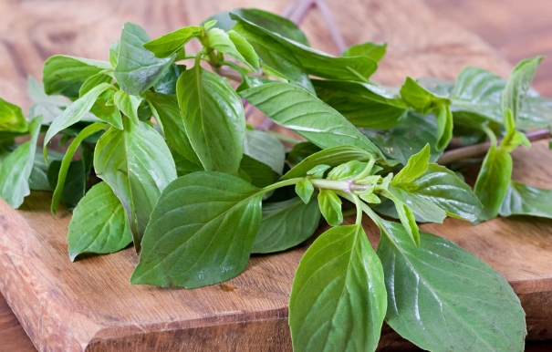 九層塔葉子變黑 九層塔葉子變黑