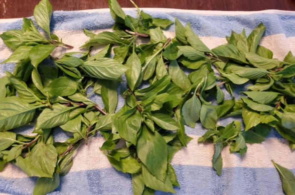 九層塔保存方法