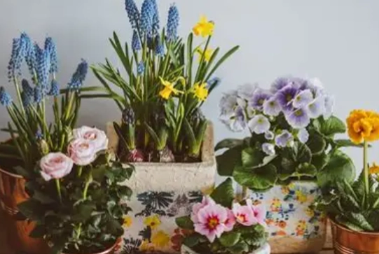 香草盆栽照顧 香草盆栽照顧