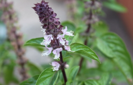 九層塔採收時機 九層塔採收時機