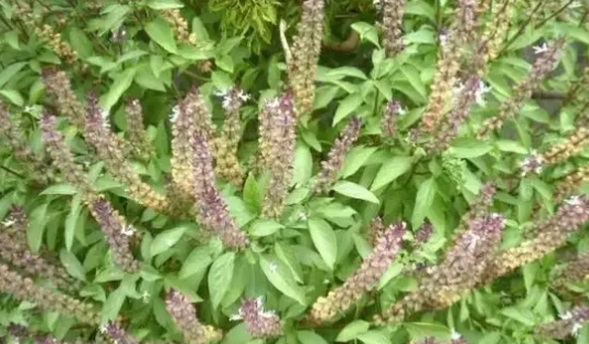 九層塔種植技巧 九層塔種植技巧