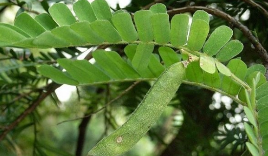 雞骨草副作用 雞骨草副作用