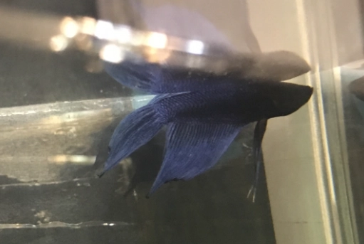 鬥魚換水後不動原因 鬥魚換水後不動原因