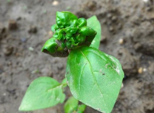 九層塔枯萎 九層塔枯萎