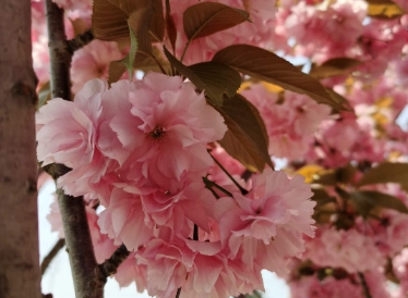 九層塔修剪 九層塔修剪