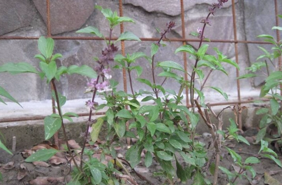 九層塔不結果 九層塔不結果