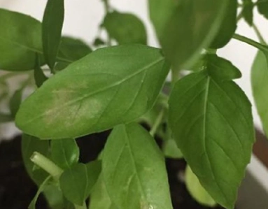 九層塔葉子掉落原因 九層塔葉子掉落原因