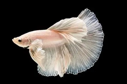 魚類老化跡象 魚類老化跡象