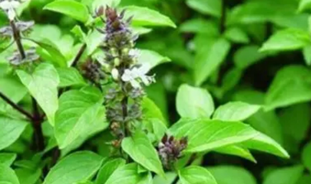 九層塔種植高度 九層塔種植高度