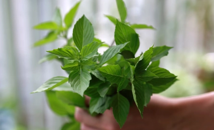 九層塔變黑安全