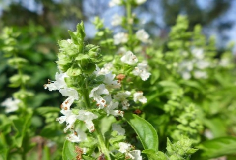 香草植物開花 香草植物開花