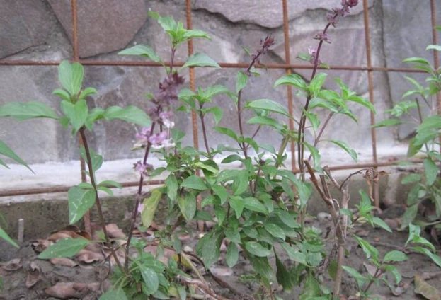 九層塔收成時機