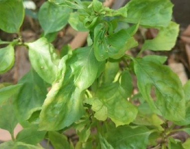 九層塔葉子捲曲處理 九層塔葉子捲曲處理