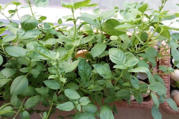 九層塔栽培季節