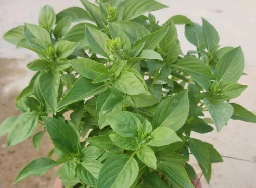 九層塔照顧 九層塔照顧