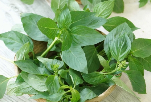 曬乾九層塔技巧 曬乾九層塔技巧