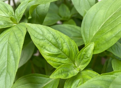 九層塔病蟲害症狀 九層塔病蟲害症狀