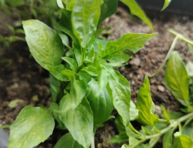 香草植物澆水 香草植物澆水
