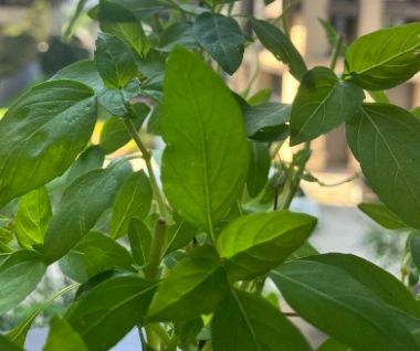 九層塔葉子小原因 九層塔葉子小原因